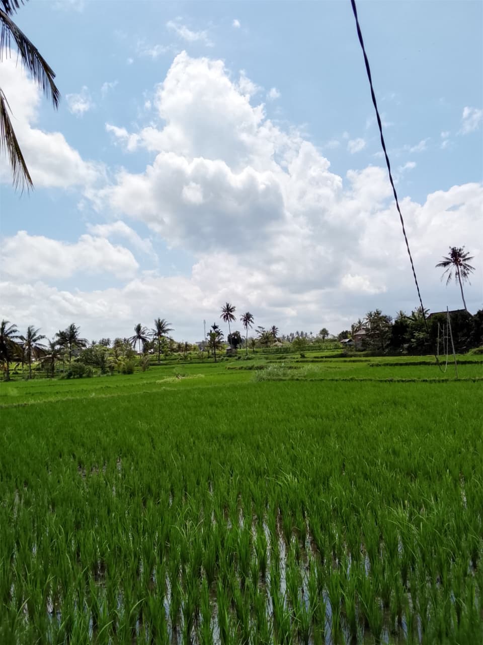 Pengalaman Pergi ke Sawah Samping Rumah Setiap Sore